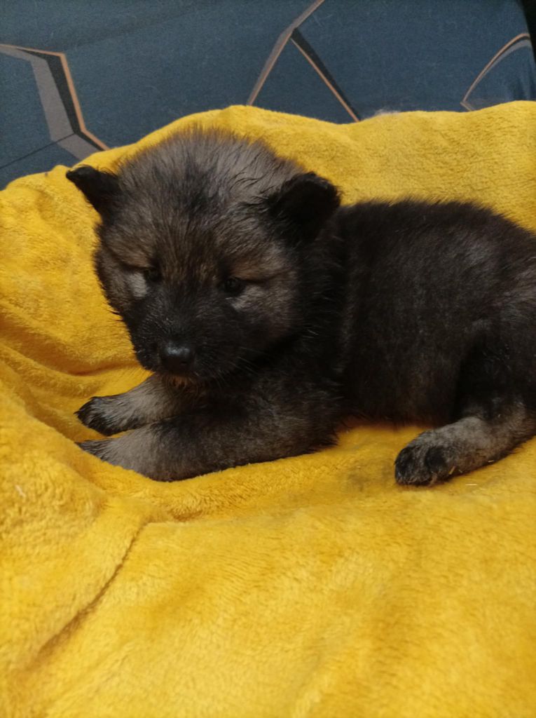 Vanessa Lancelot - Chiot disponible  - Eurasier