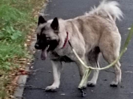 Thaisco dite tiana du mistral norman Des Geants Du Sault