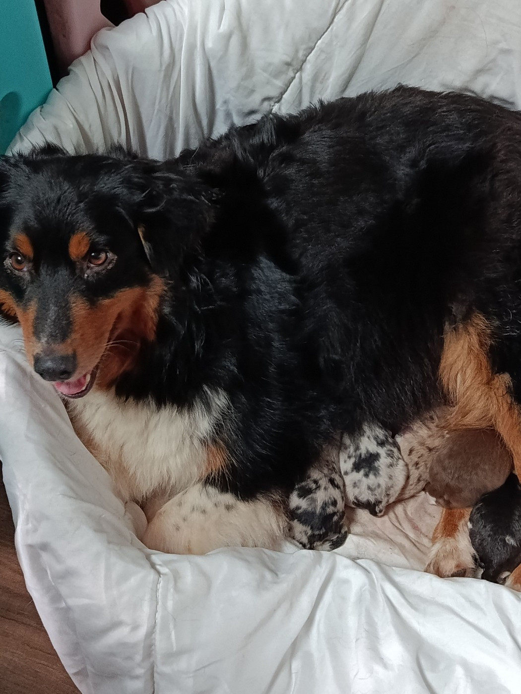 Des Geants Du Sault - Chiots disponibles pour mi mars 2026