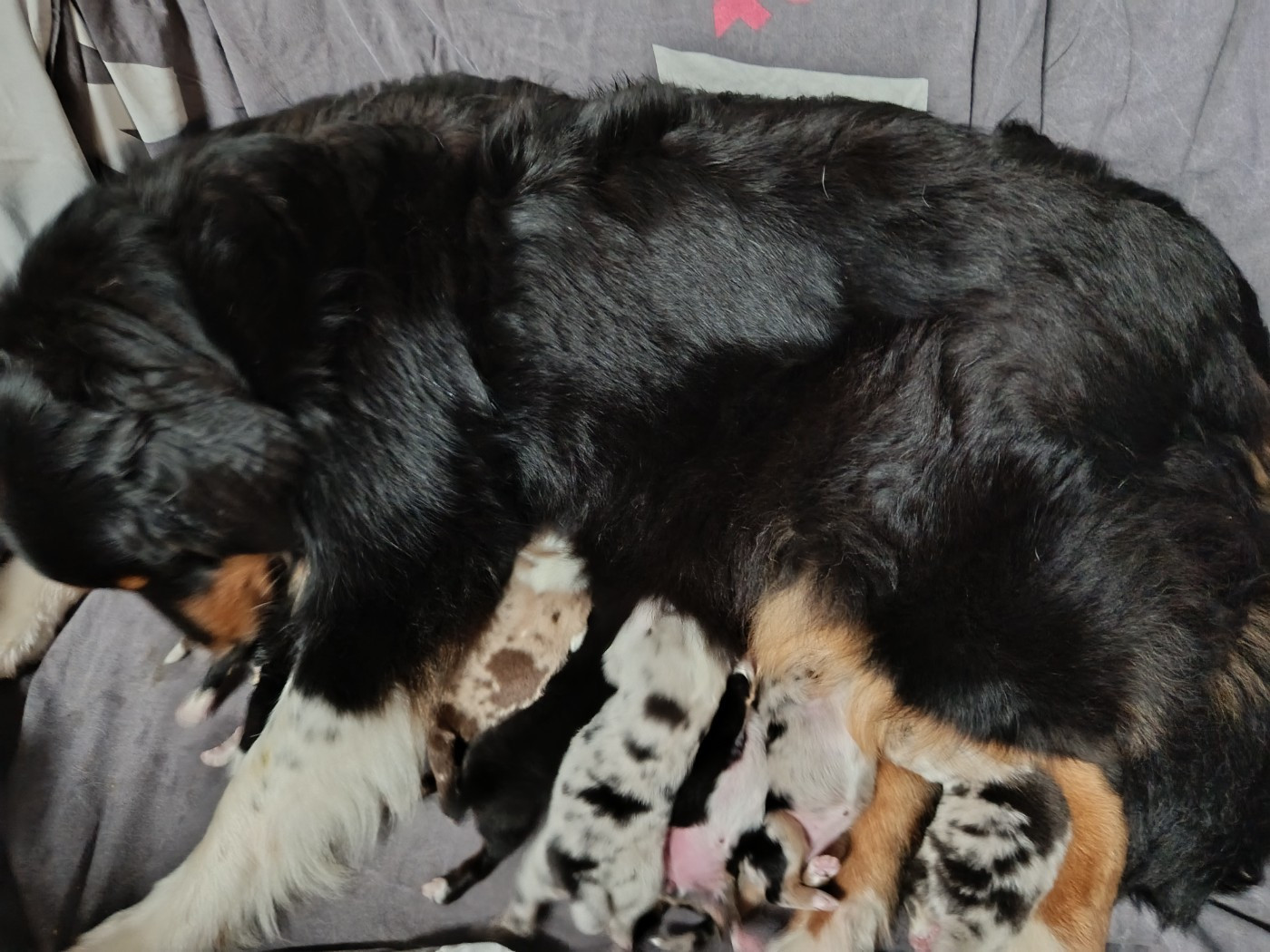 Naissance de 9 magnifiques chiots berger australien lof