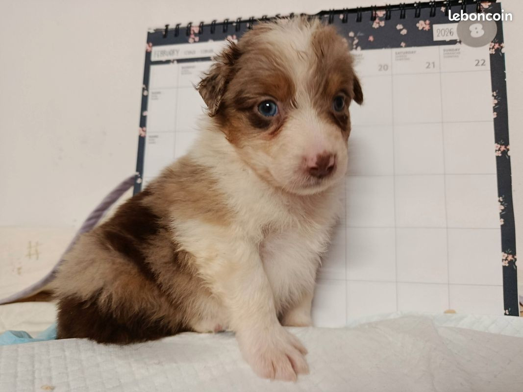 Naissance de 9 magnifiques chiots berger australien lof