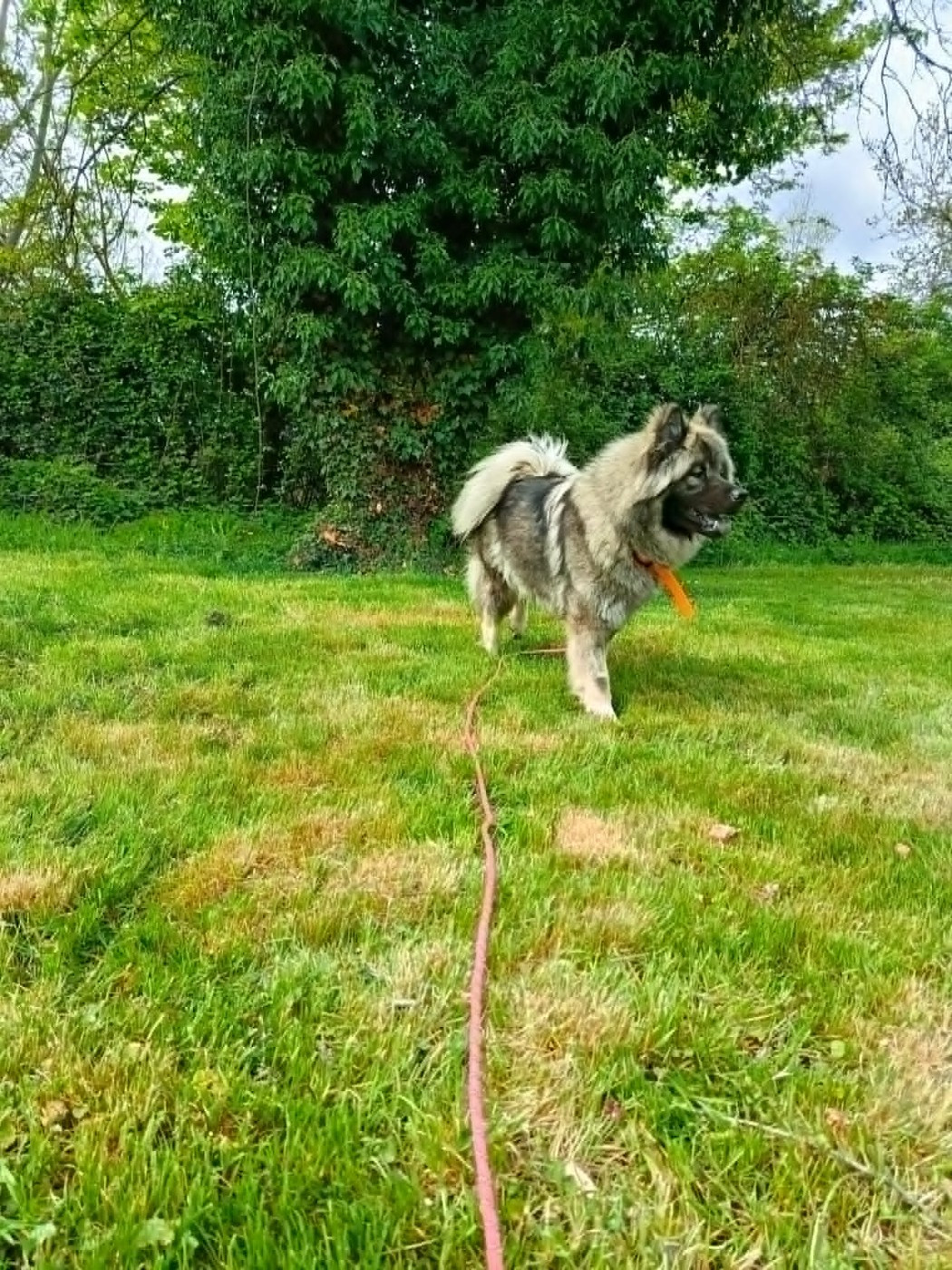 des bebes eurasier prévue fin mai 2026