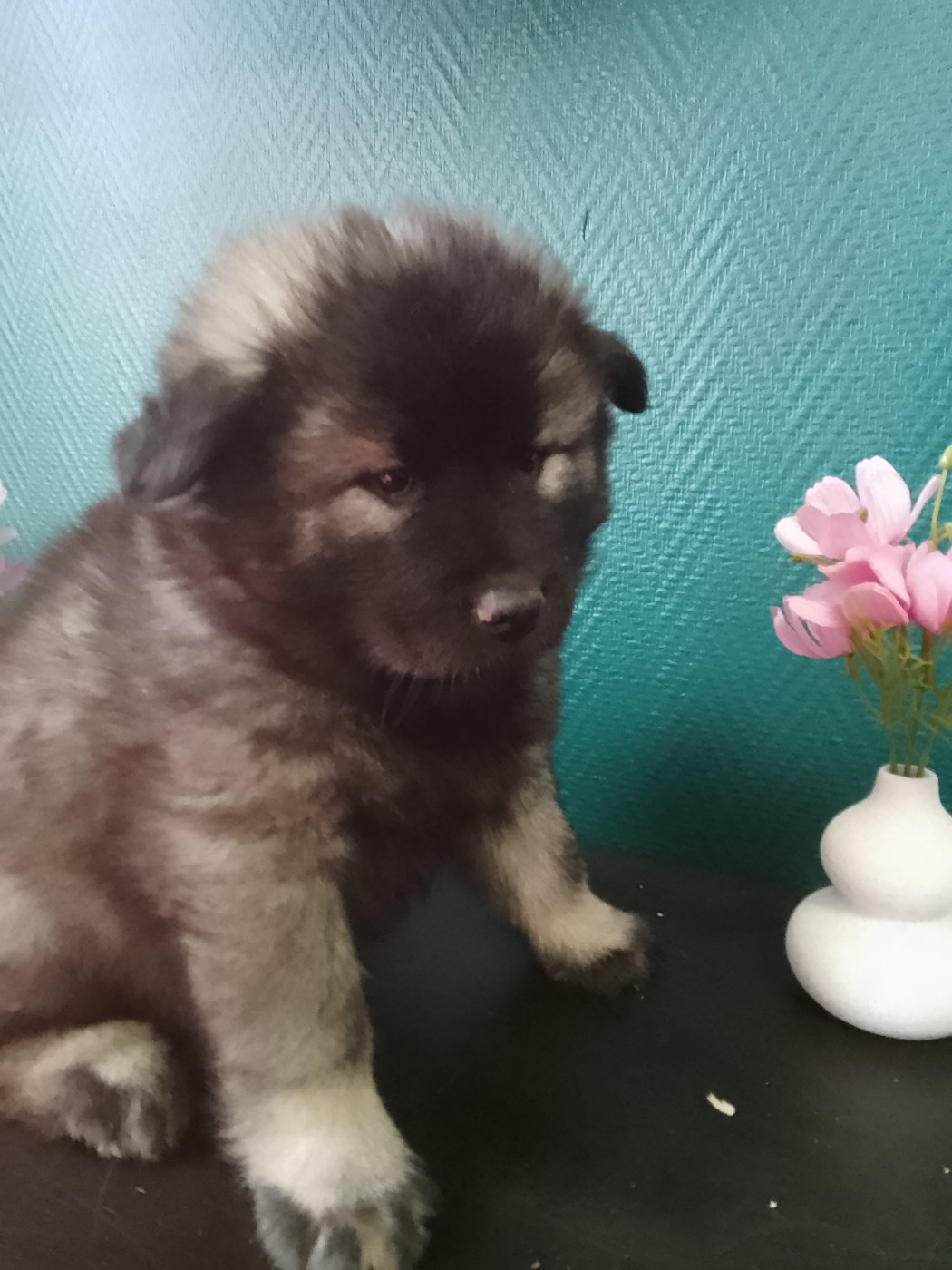 Disponible a la réservation magnifiques eurasier lof
