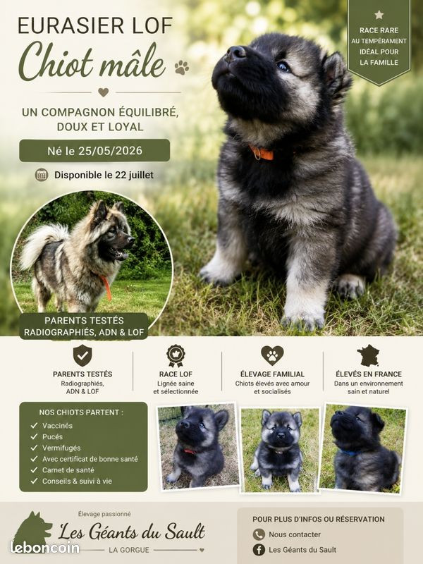 Disponible a la réservation magnifiques eurasier lof