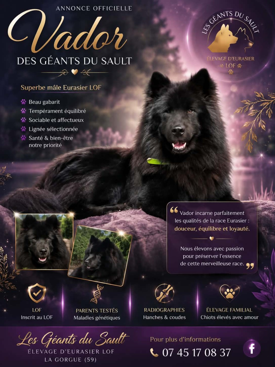plus de chiots de disponibles mais prochaines saillie fin aout debut septembre 2026 " tiana du mistral normand et tasko de la legende de gafy)