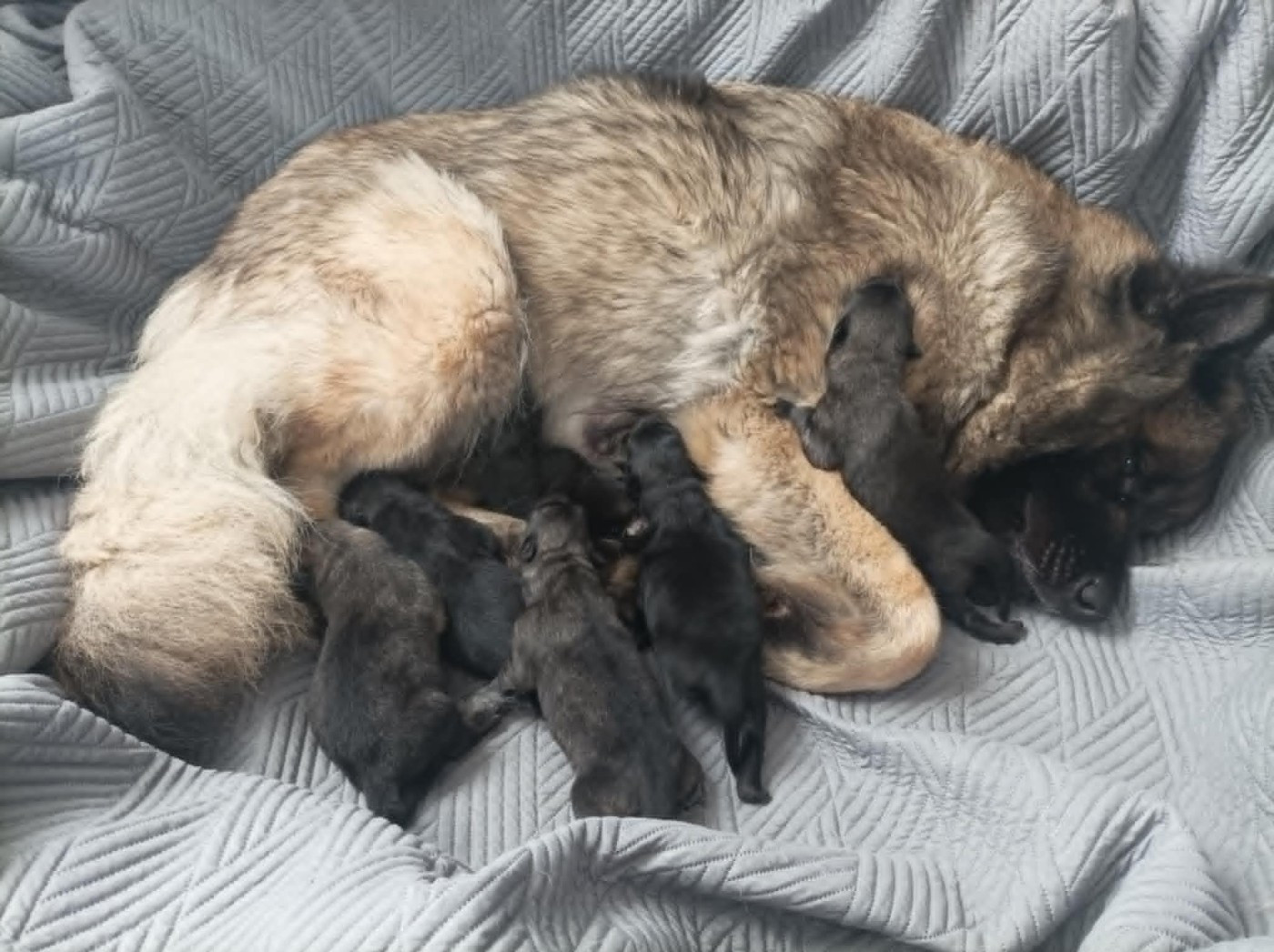 tiana du mistral normand