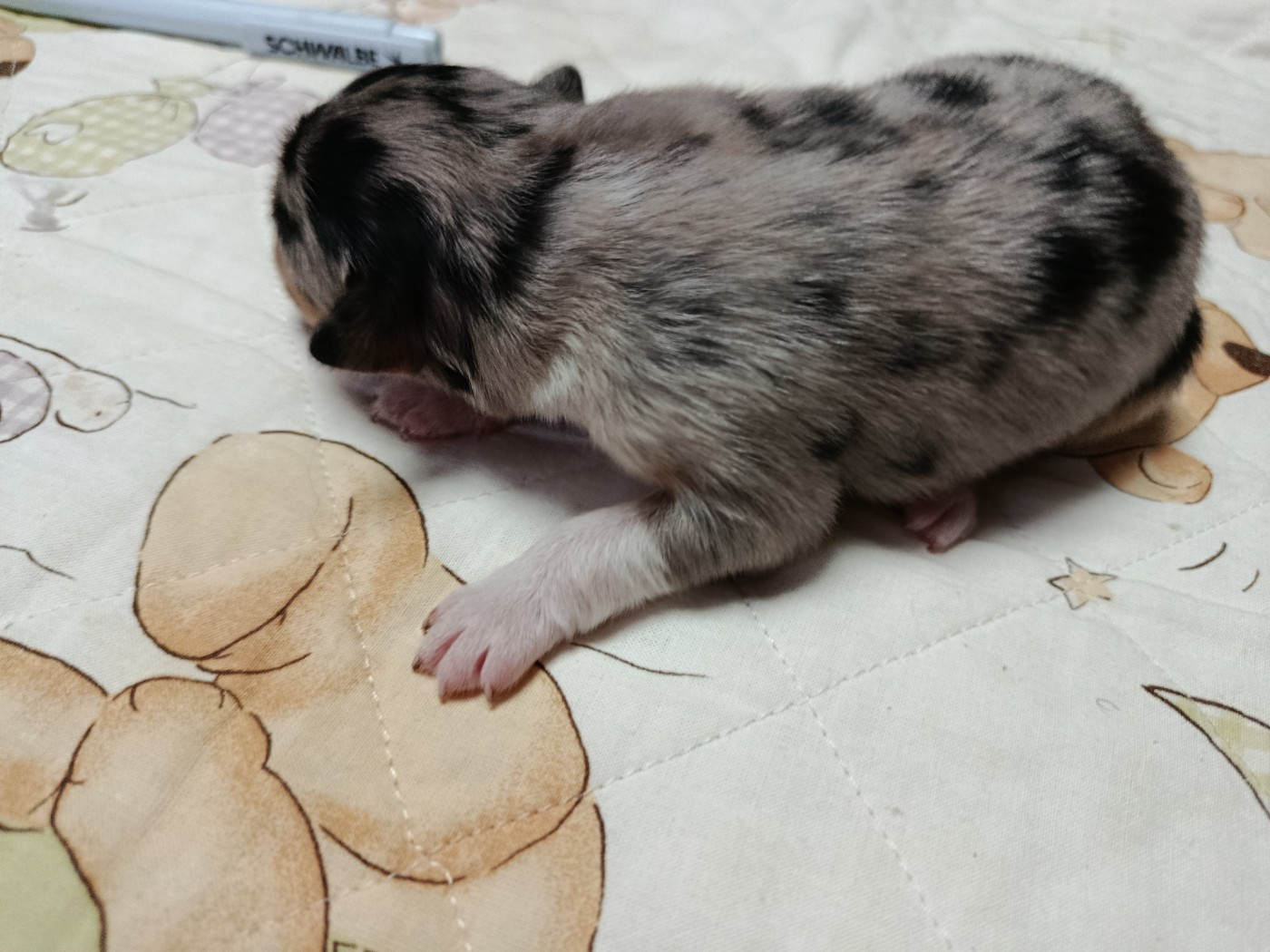 Des Geants Du Sault - Chiots disponibles - Berger Australien