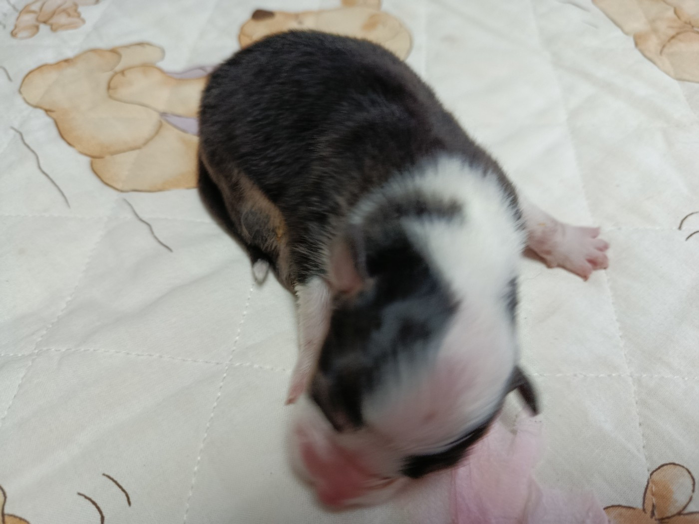 Des Geants Du Sault - Chiots disponibles - Berger Australien