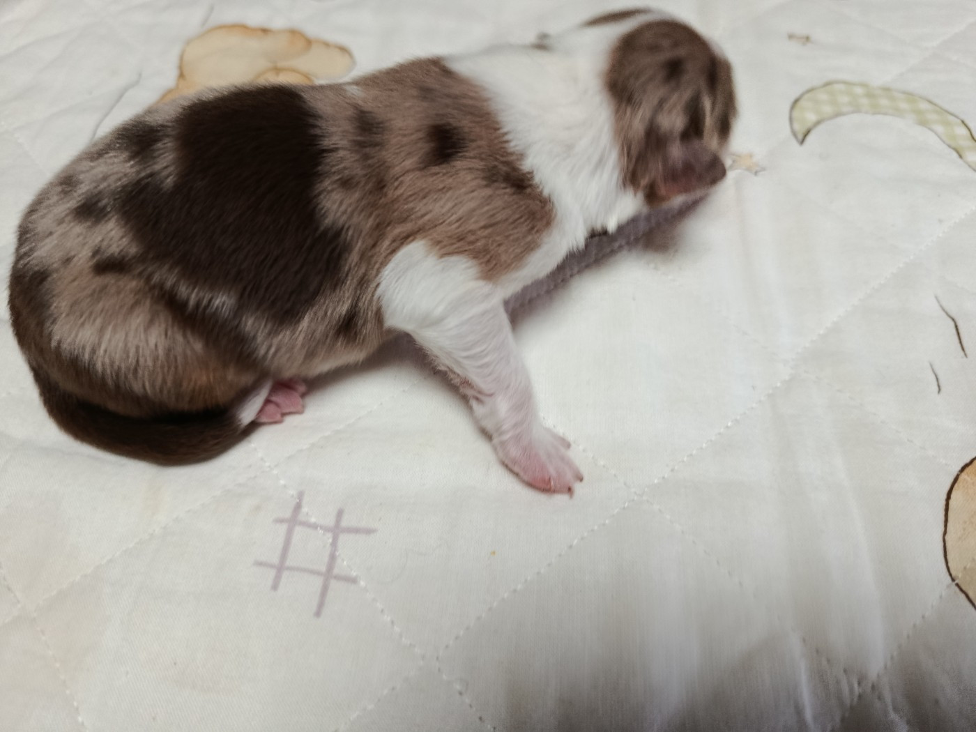 Des Geants Du Sault - Chiots disponibles - Berger Australien