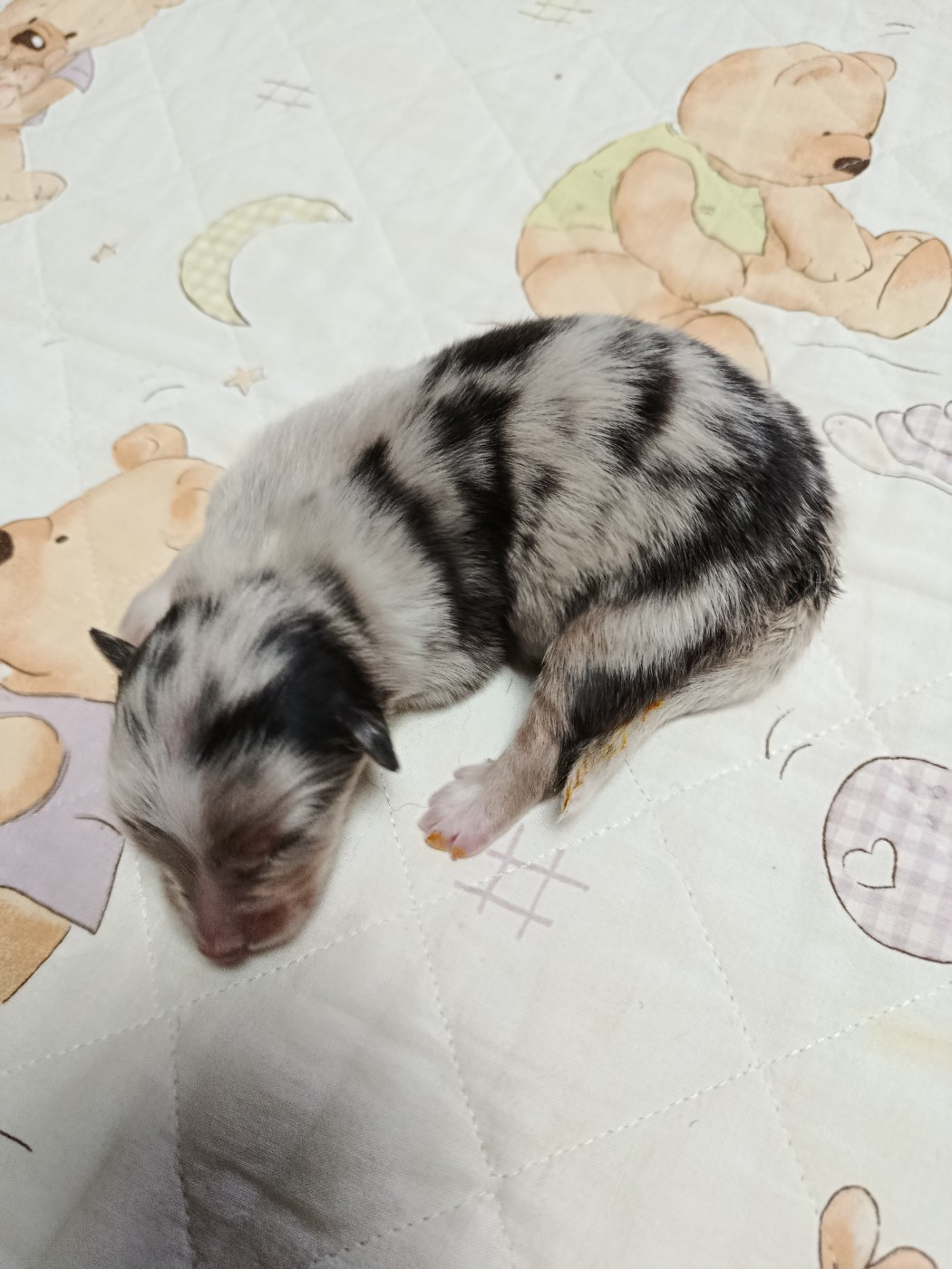 Des Geants Du Sault - Chiots disponibles - Berger Australien