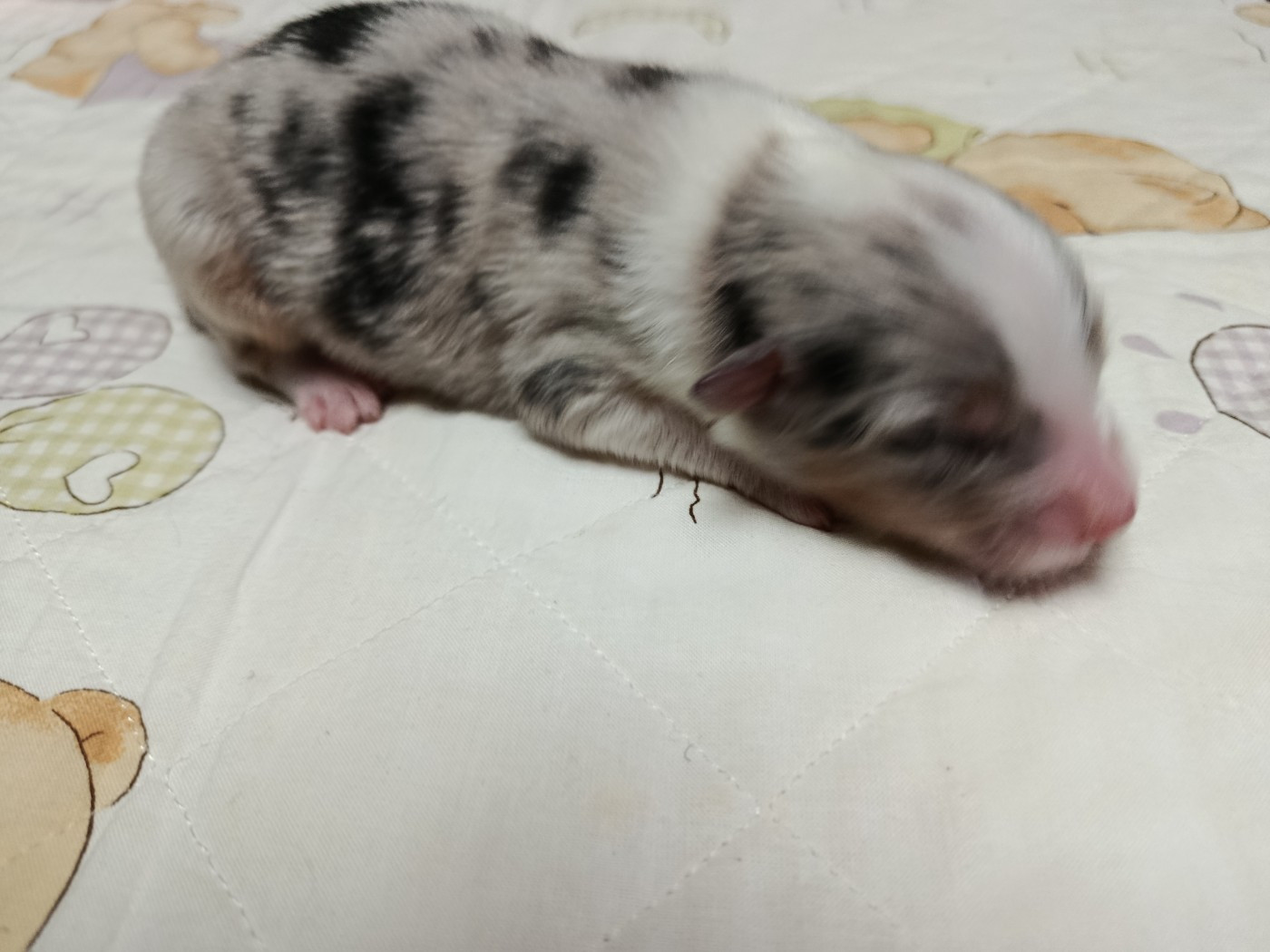 Des Geants Du Sault - Chiots disponibles - Berger Australien