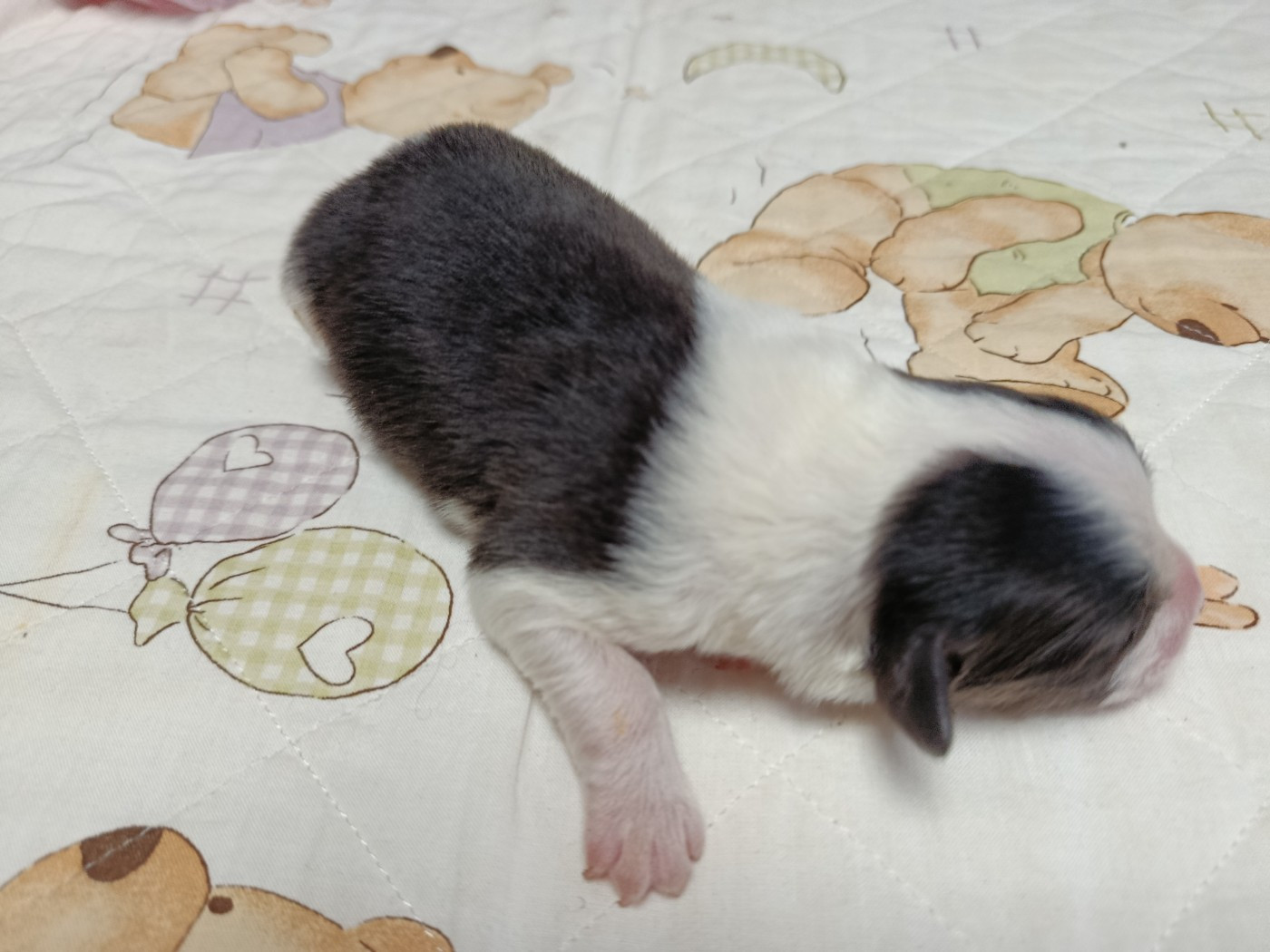 Des Geants Du Sault - Chiots disponibles - Berger Australien