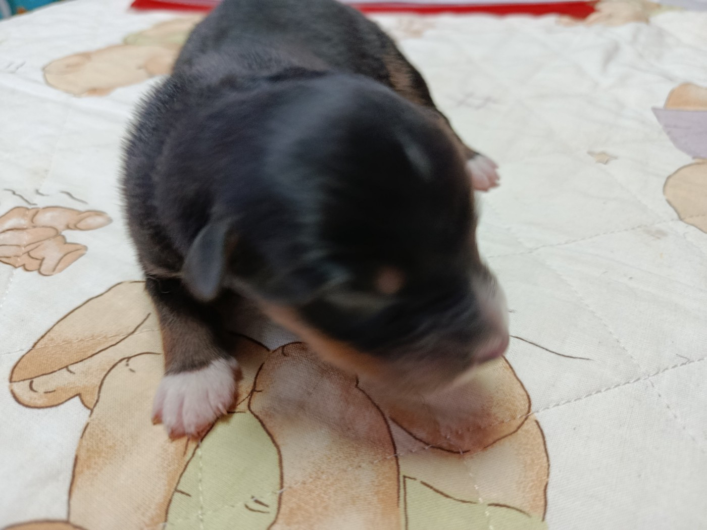 Des Geants Du Sault - Chiots disponibles - Berger Australien