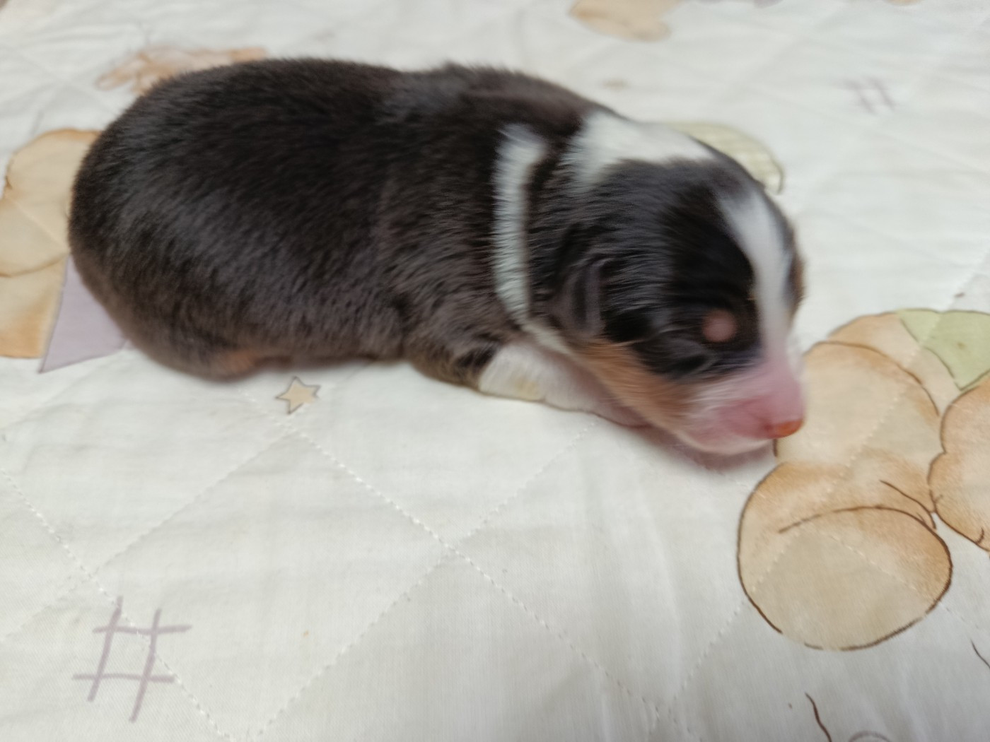 Des Geants Du Sault - Chiots disponibles - Berger Australien