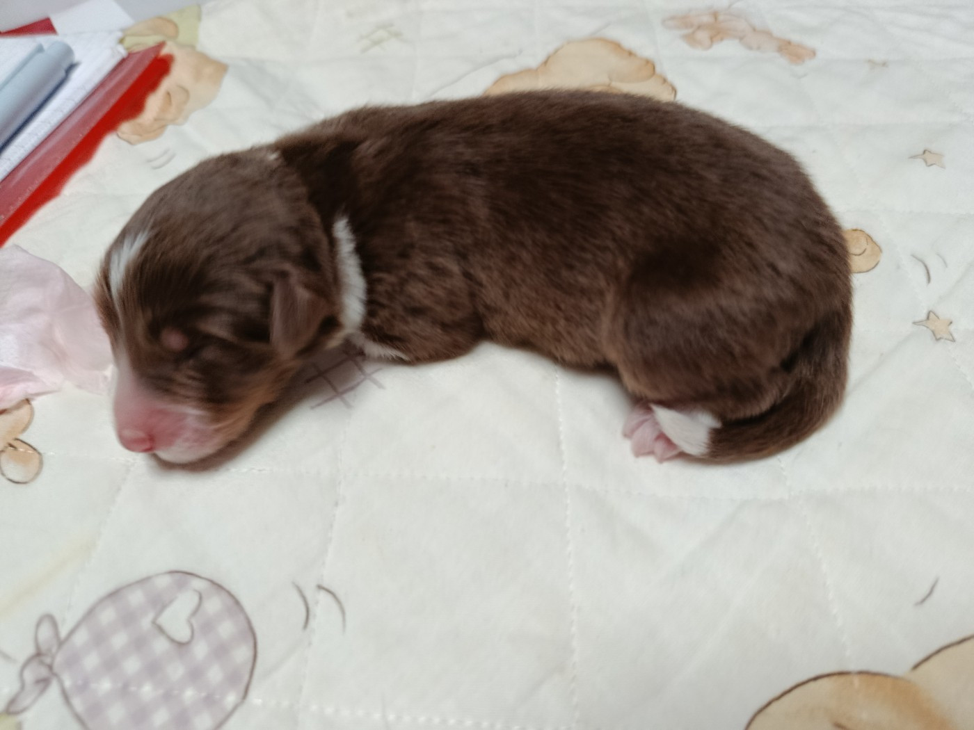 Des Geants Du Sault - Chiots disponibles - Berger Australien