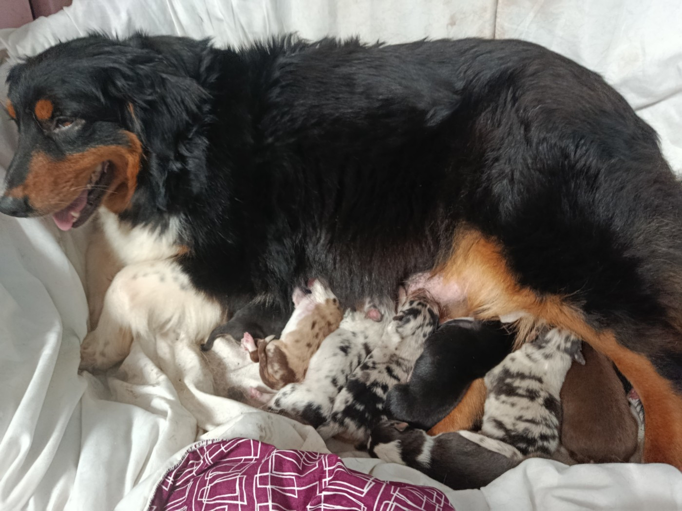 Chiot Berger Australien Des Geants Du Sault