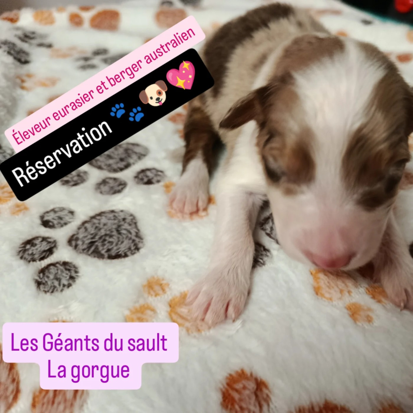 Des Geants Du Sault - Chiots disponibles - Berger Australien