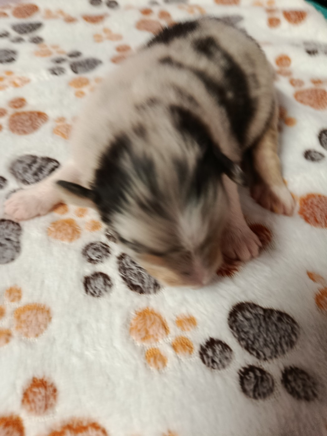 Des Geants Du Sault - Chiots disponibles - Berger Australien