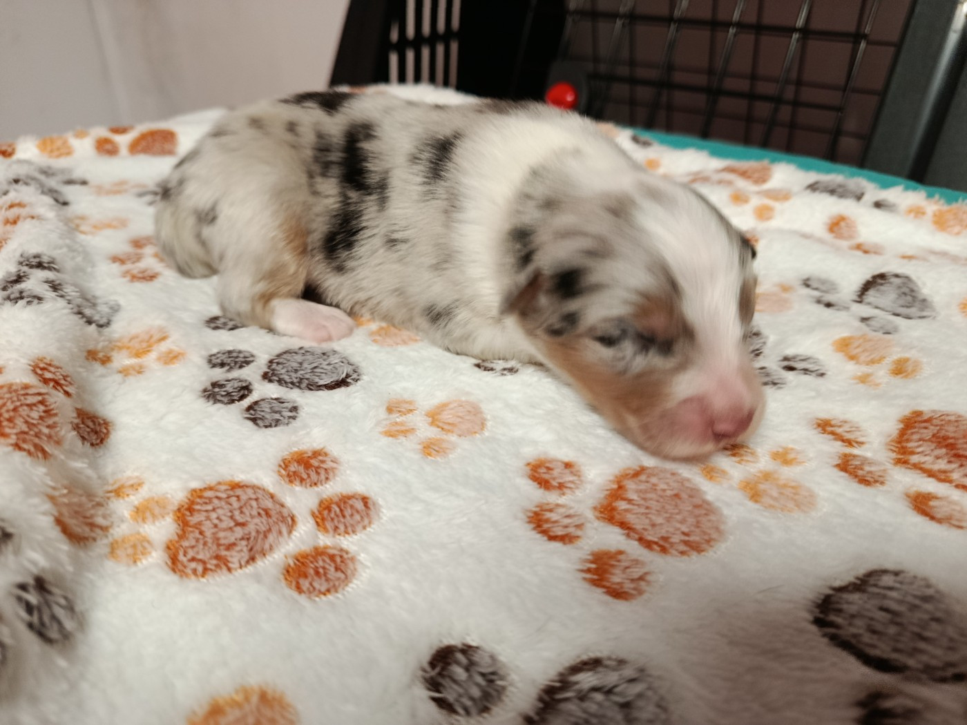 Des Geants Du Sault - Chiots disponibles - Berger Australien