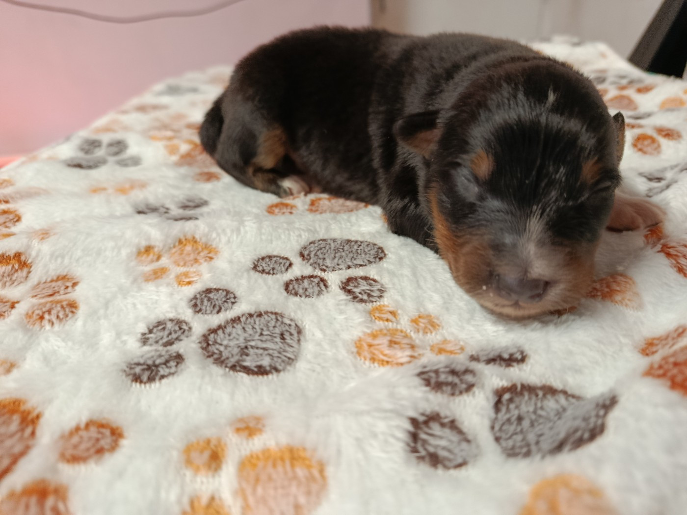 Des Geants Du Sault - Chiots disponibles - Berger Australien