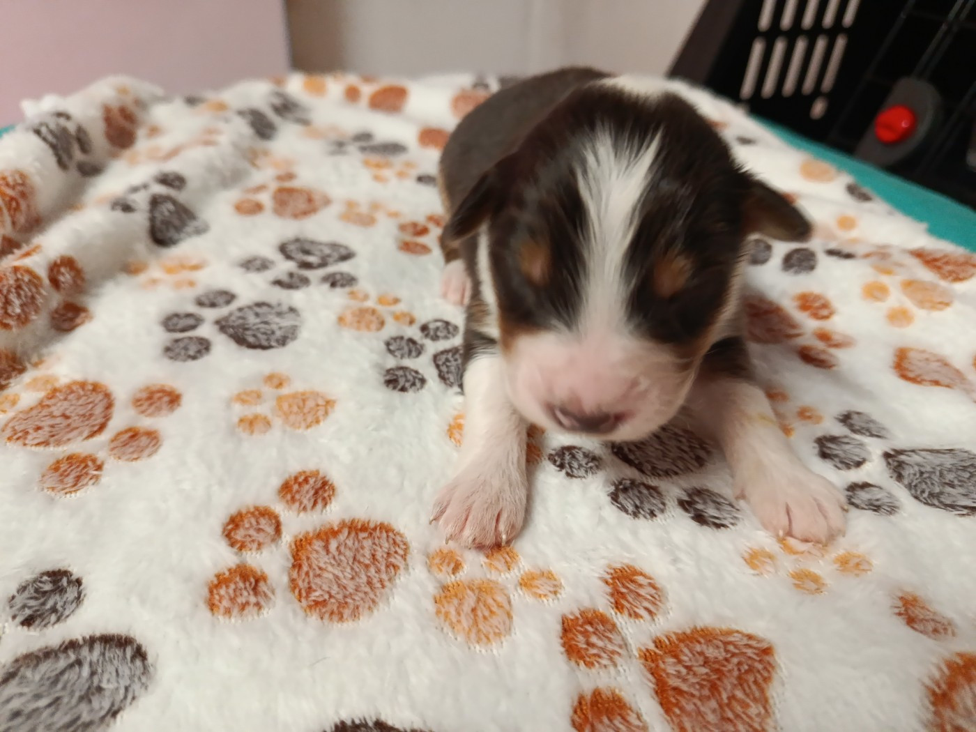 Des Geants Du Sault - Chiots disponibles - Berger Australien