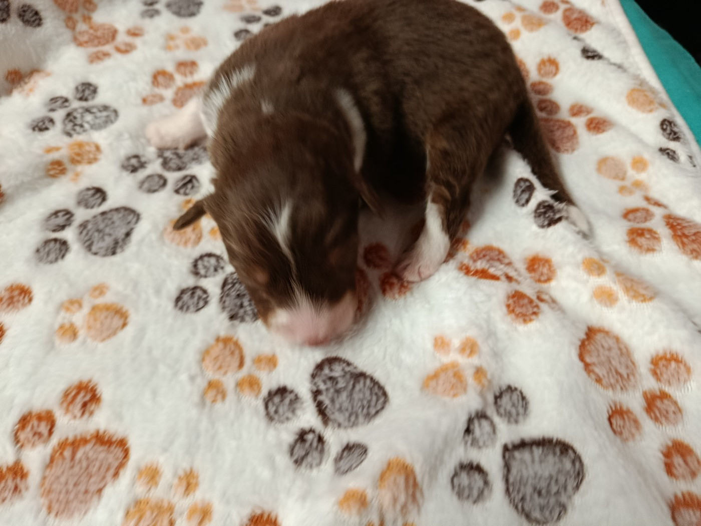 Des Geants Du Sault - Chiots disponibles - Berger Australien