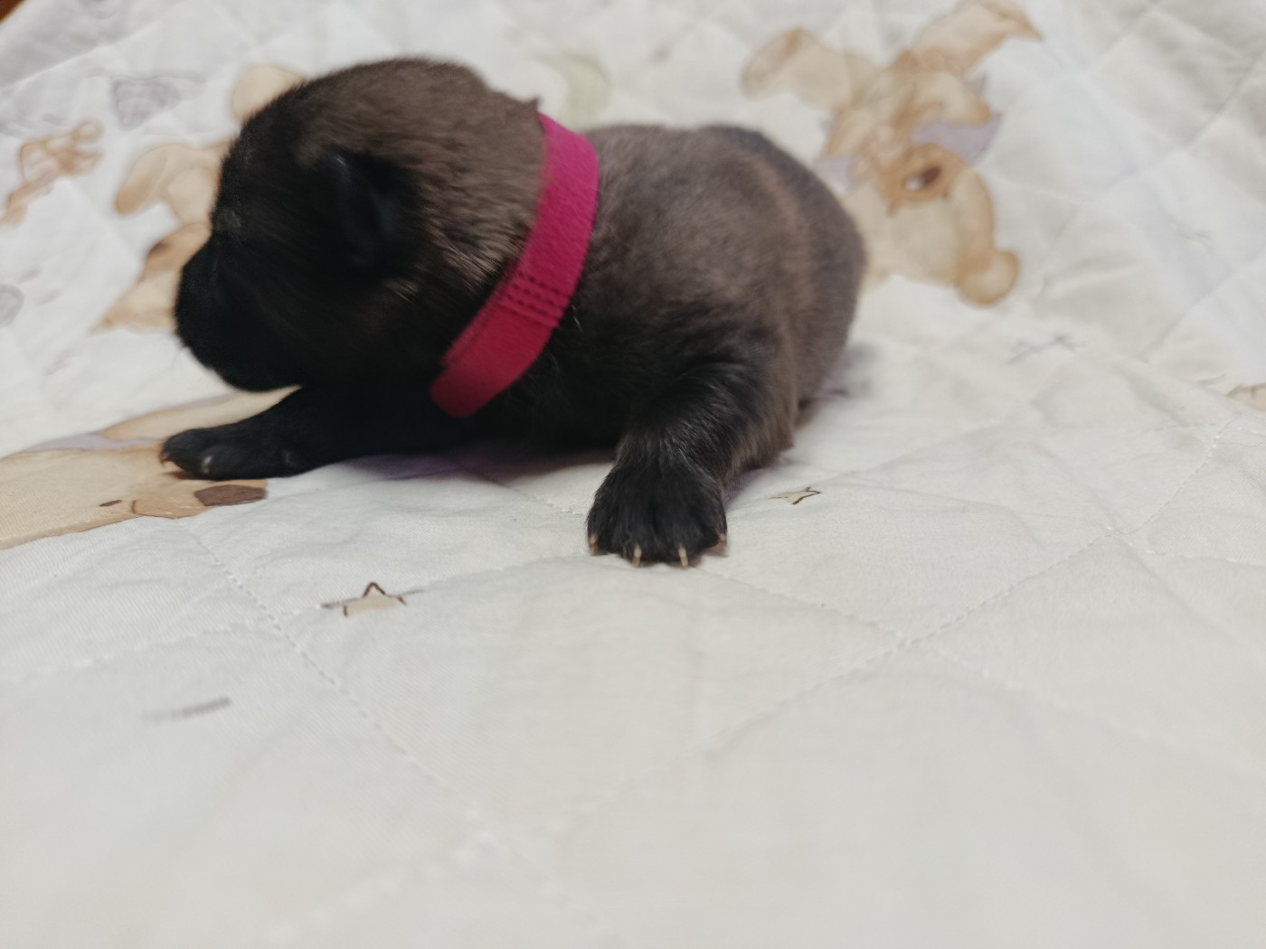 Des Geants Du Sault - Eurasier - Portée née le 29/01/2026