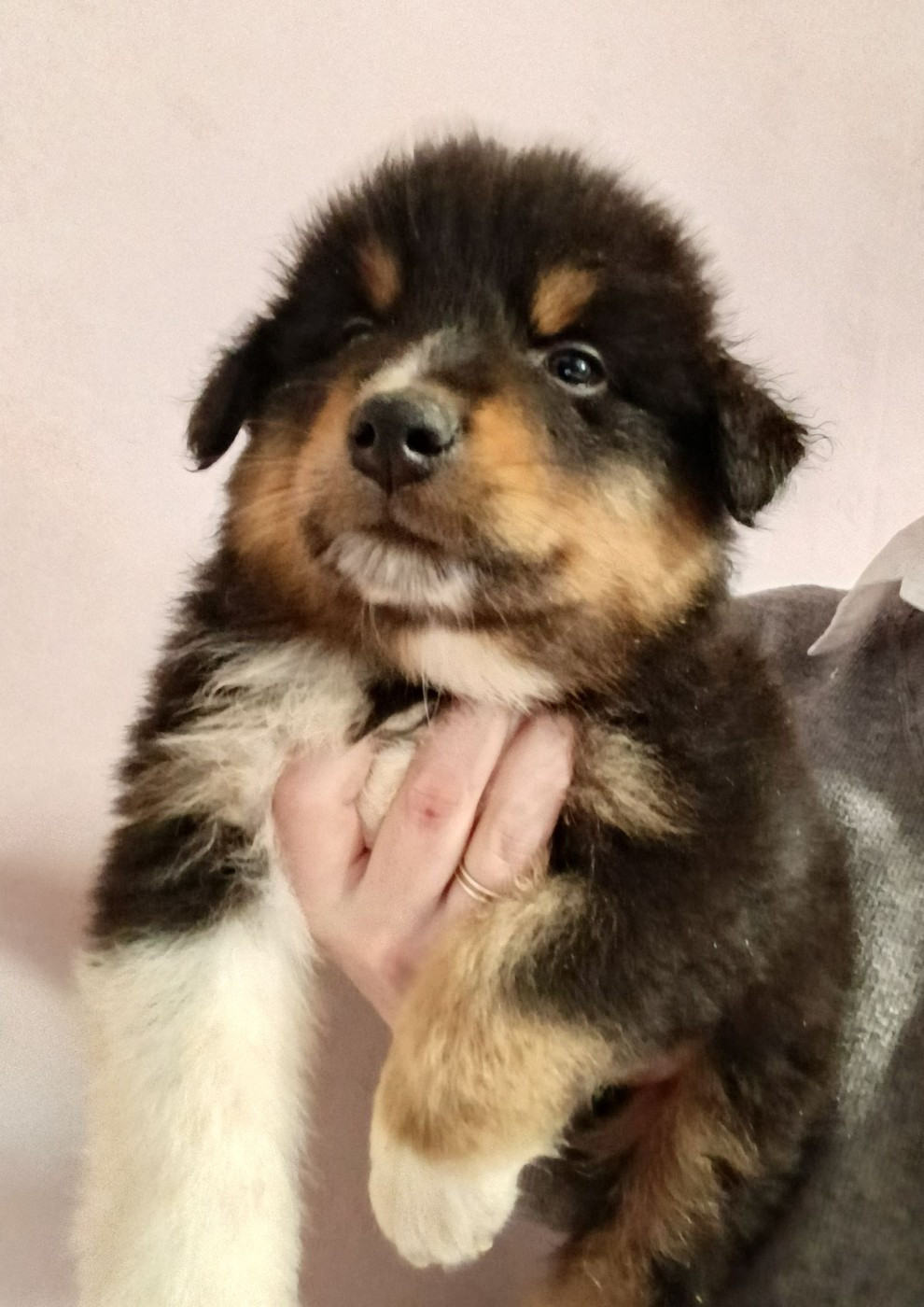 Des Geants Du Sault - Chiots disponibles - Berger Australien