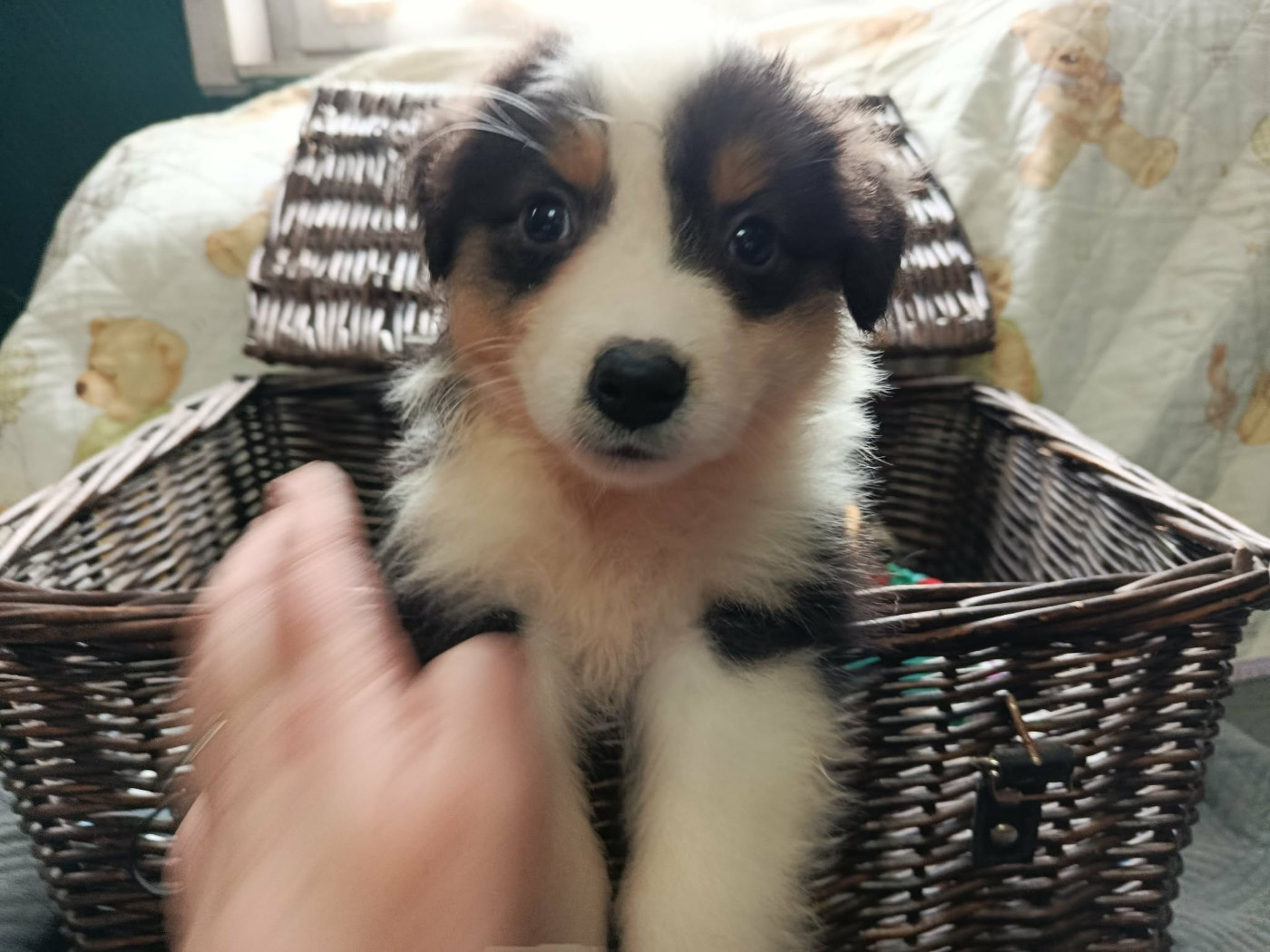 Des Geants Du Sault - Chiots disponibles - Berger Australien