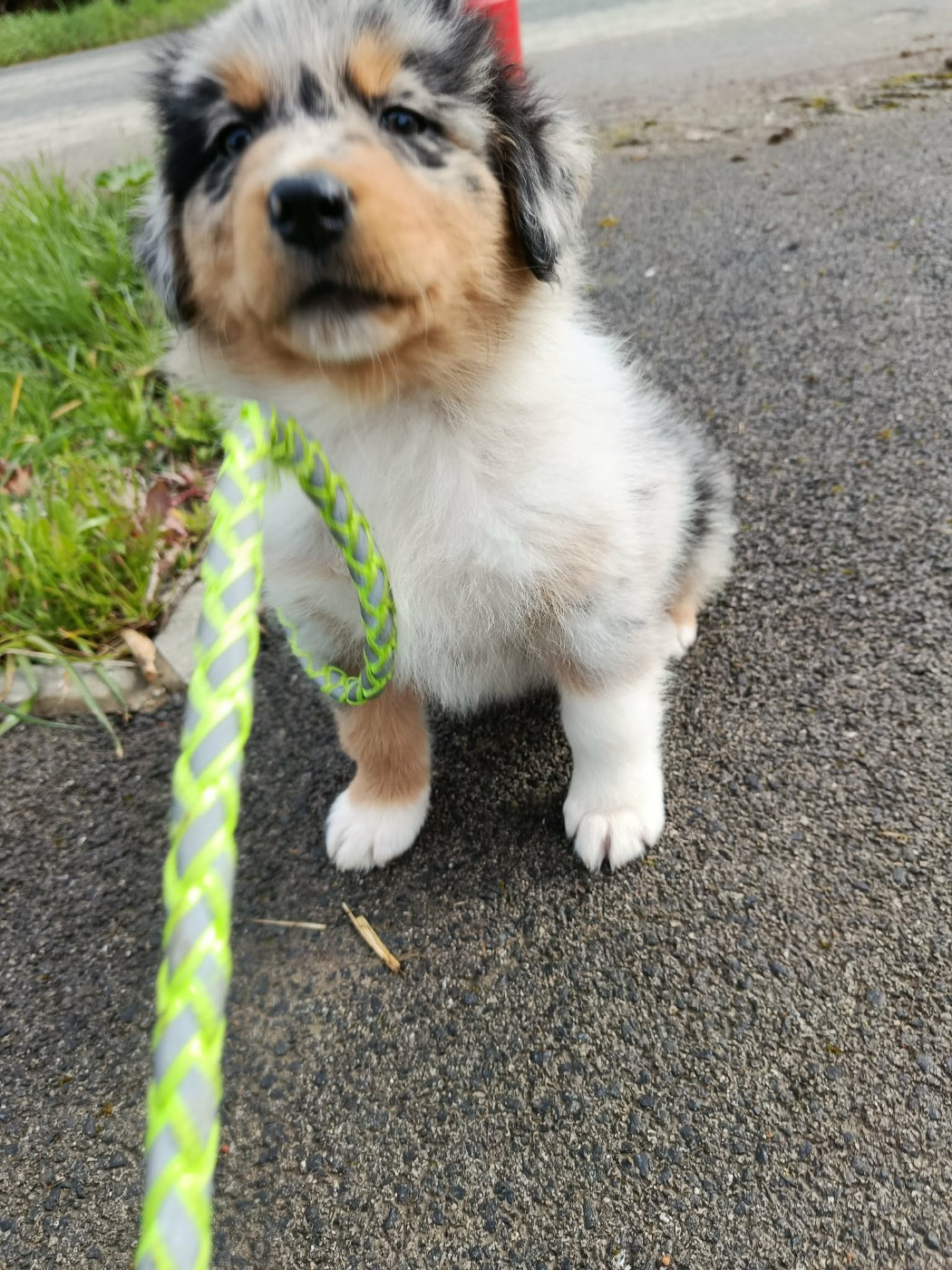 Des Geants Du Sault - Chiots disponibles - Berger Australien