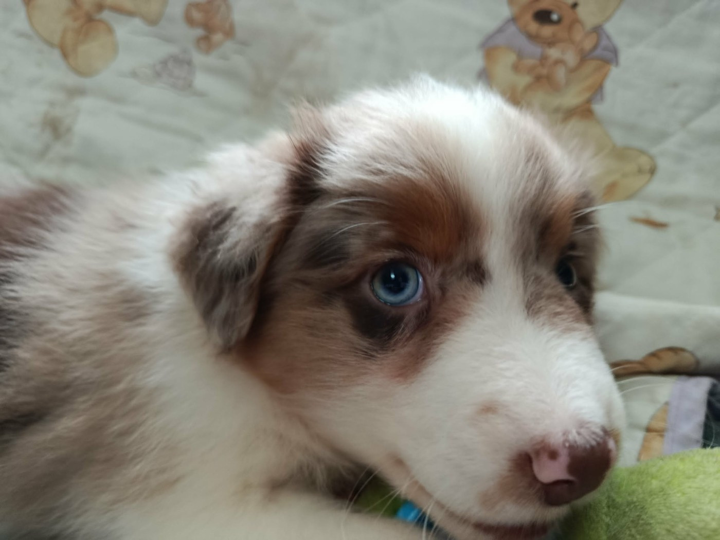 Des Geants Du Sault - Chiots disponibles - Berger Australien