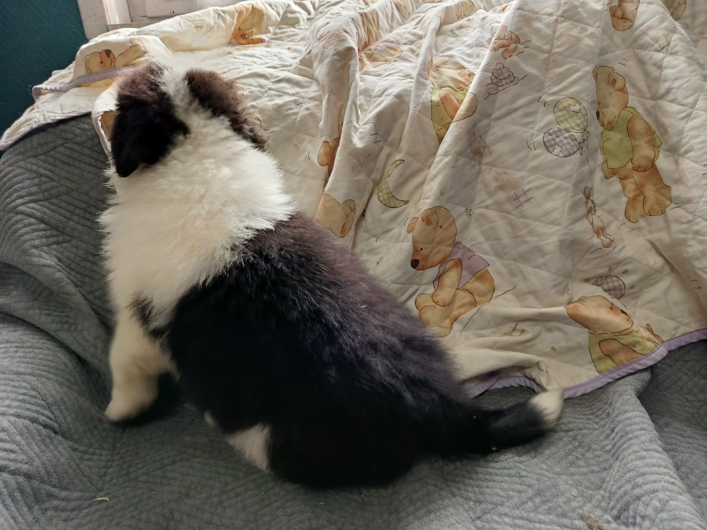 Des Geants Du Sault - Chiots disponibles - Berger Australien