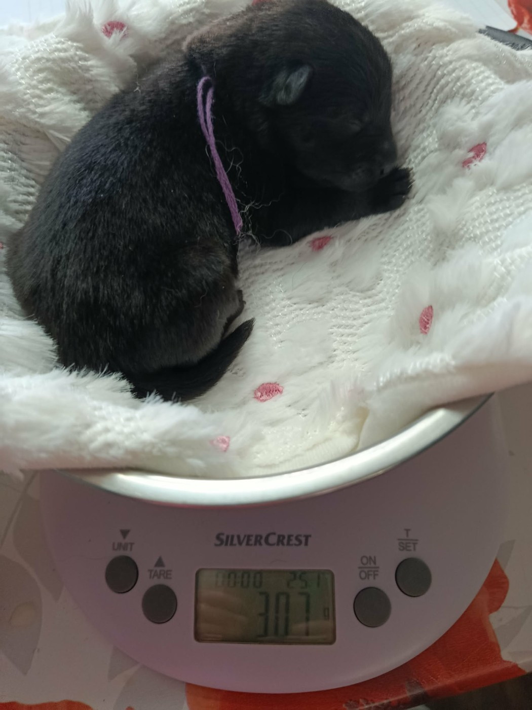 Des Geants Du Sault - Chiots disponibles - Eurasier
