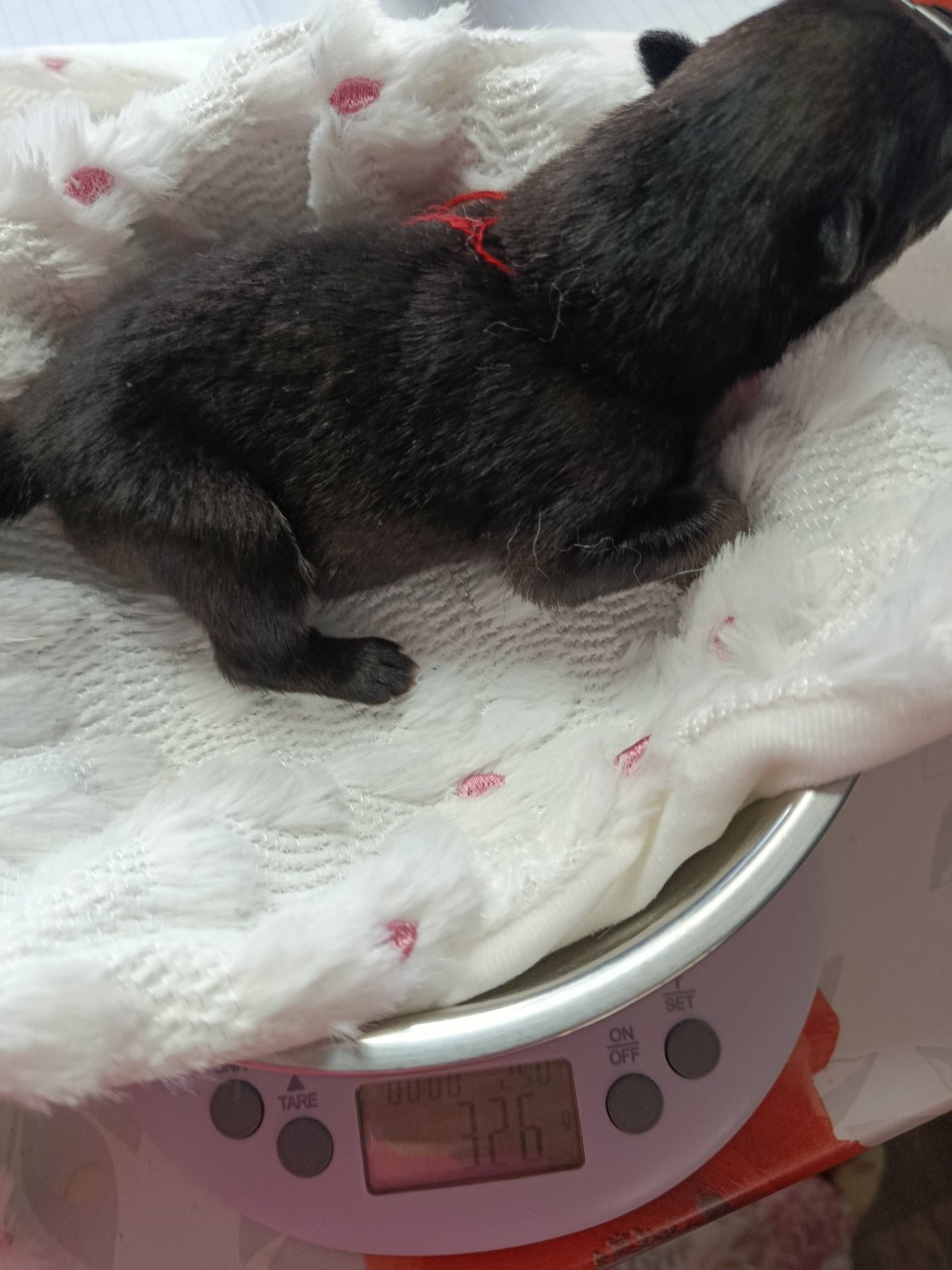 Des Geants Du Sault - Chiots disponibles - Eurasier