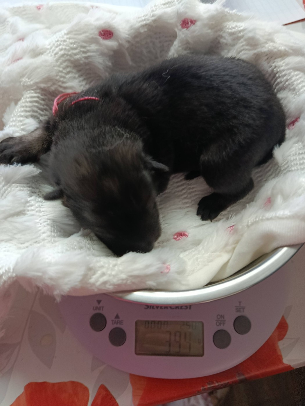 Des Geants Du Sault - Chiots disponibles - Eurasier