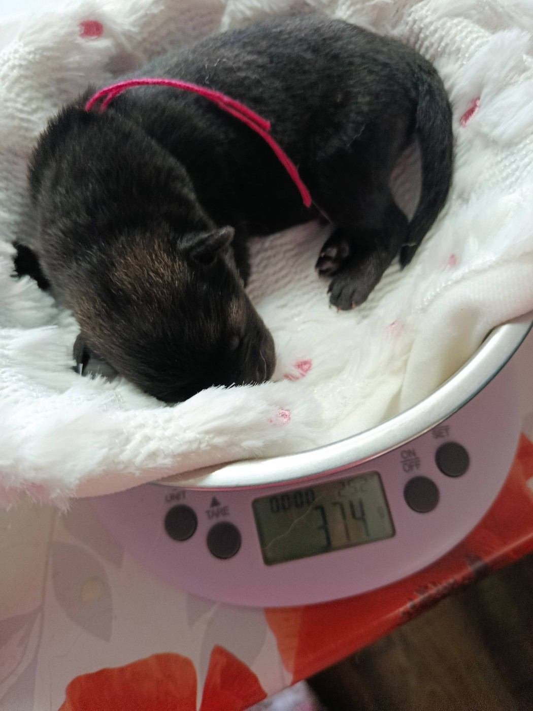 Des Geants Du Sault - Chiots disponibles - Eurasier