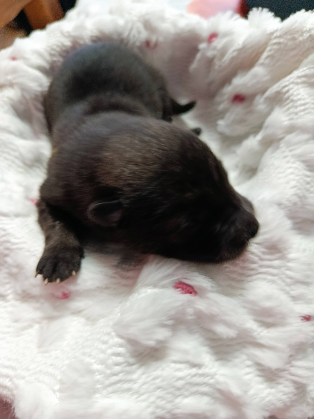Des Geants Du Sault - Chiots disponibles - Eurasier