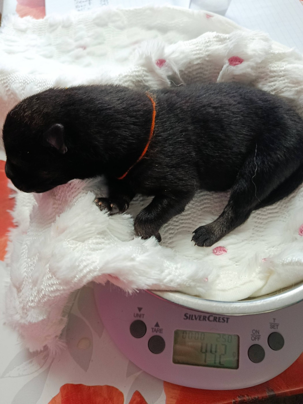 Des Geants Du Sault - Chiots disponibles - Eurasier