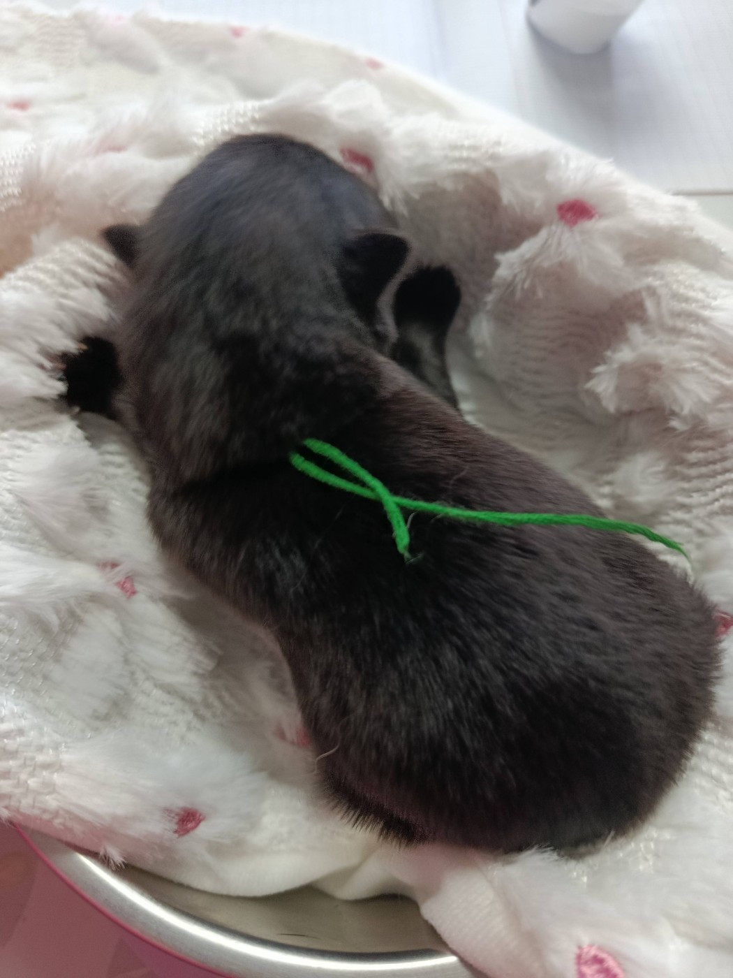Des Geants Du Sault - Chiots disponibles - Eurasier