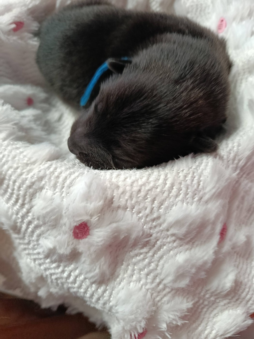 Des Geants Du Sault - Chiots disponibles - Eurasier