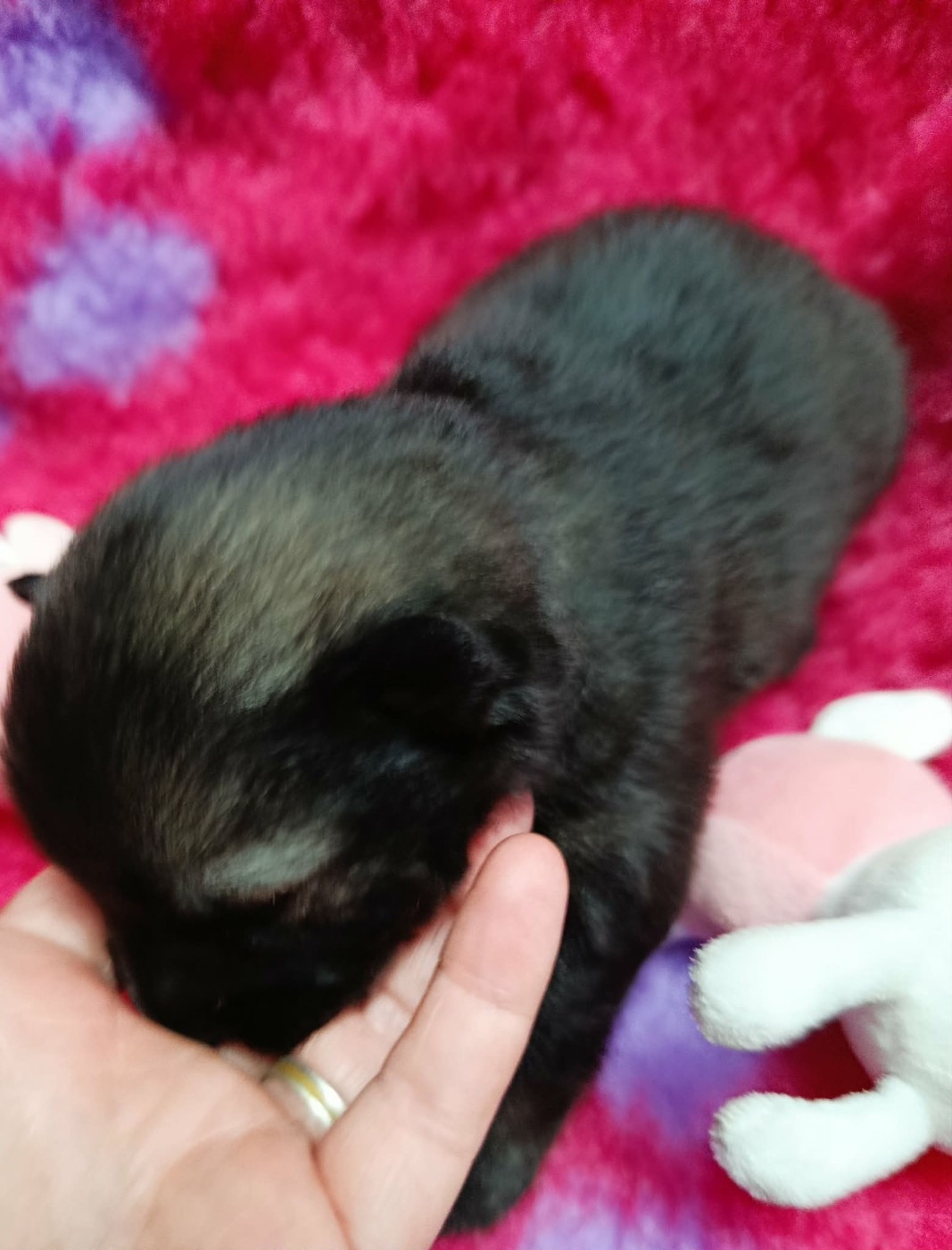 Des Geants Du Sault - Chiots disponibles - Eurasier
