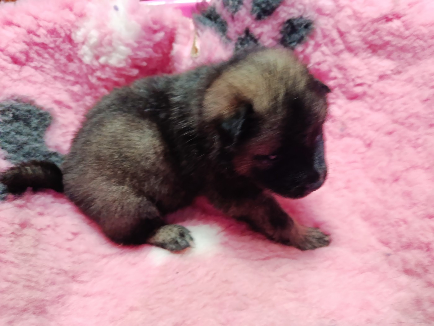 Des Geants Du Sault - Chiots disponibles - Eurasier