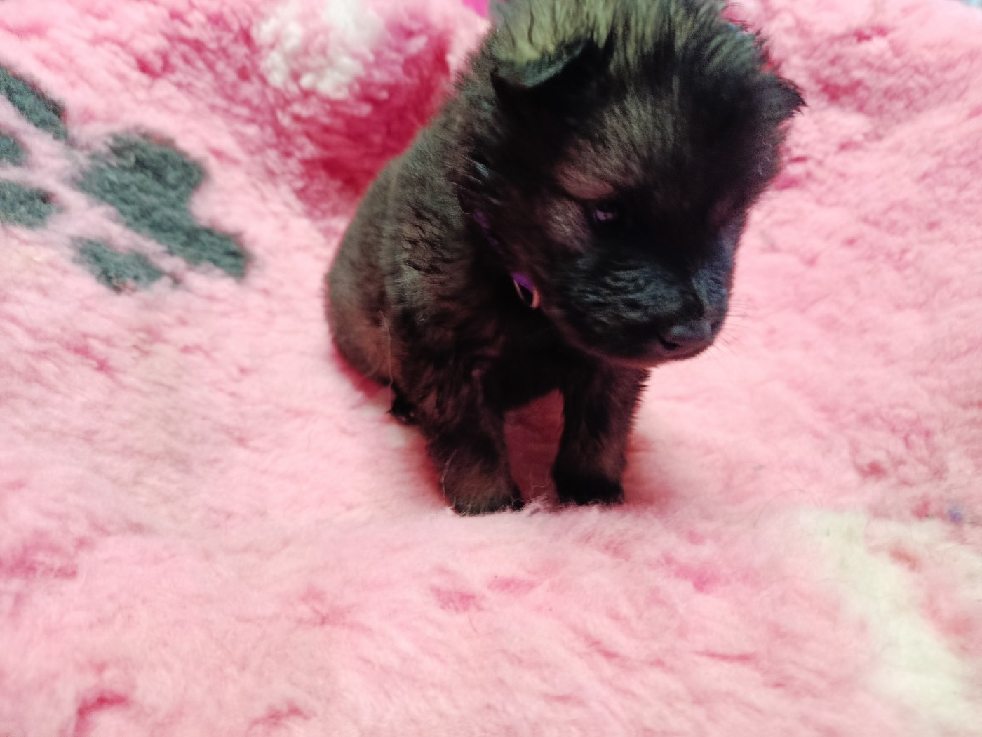 Des Geants Du Sault - Chiots disponibles - Eurasier