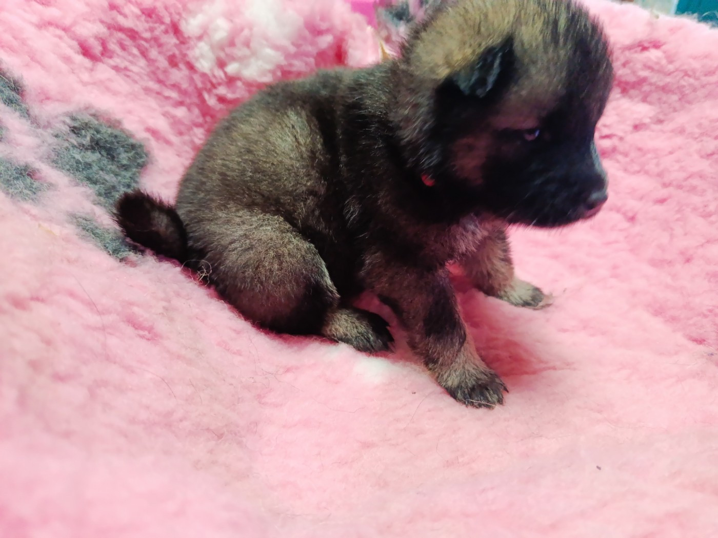Des Geants Du Sault - Chiots disponibles - Eurasier