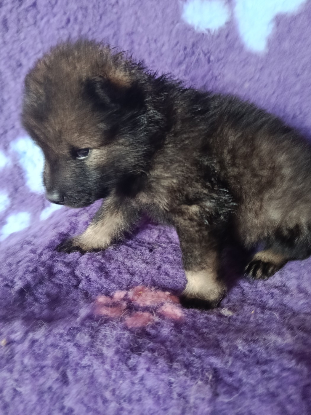 Des Geants Du Sault - Chiots disponibles - Eurasier