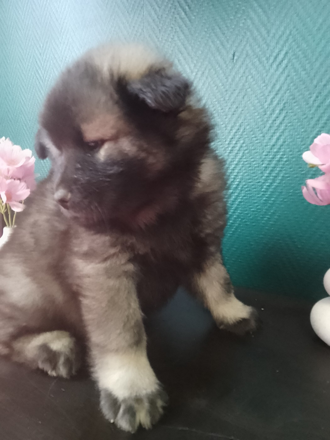 Chiot Eurasier Des Geants Du Sault