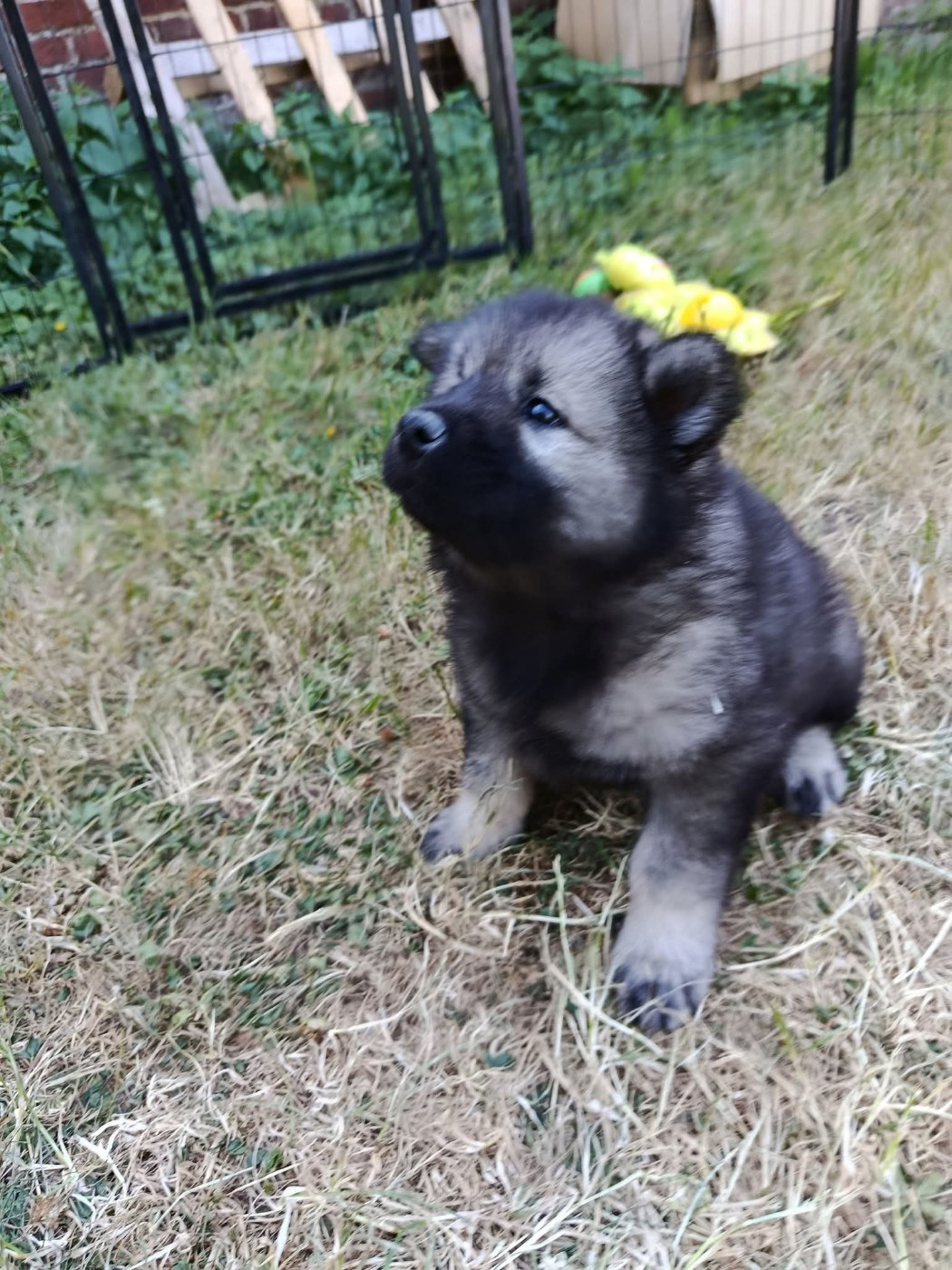 Des Geants Du Sault - Chiots disponibles - Eurasier