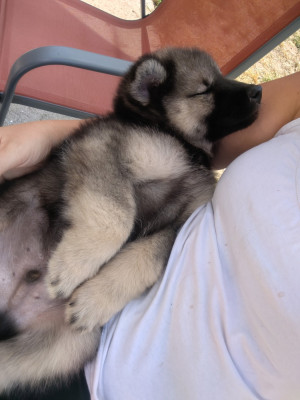CHIOT collier bleu ciel